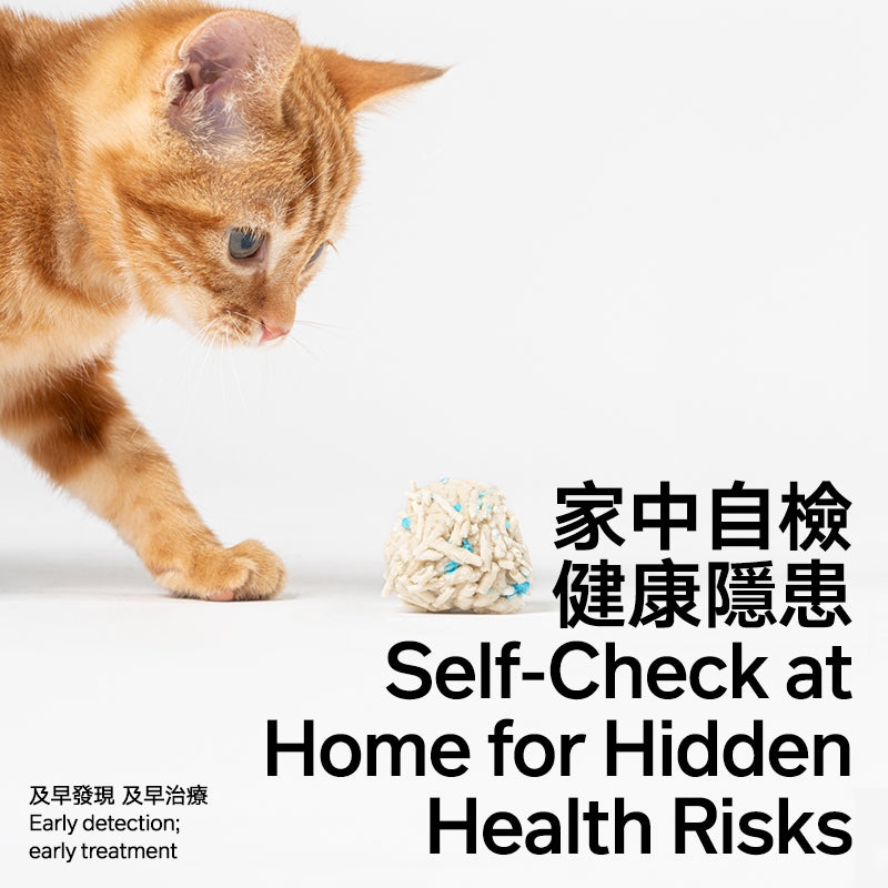 Orange cat interacting with a small cat litter clump on a white background, with text about self-health check at home.